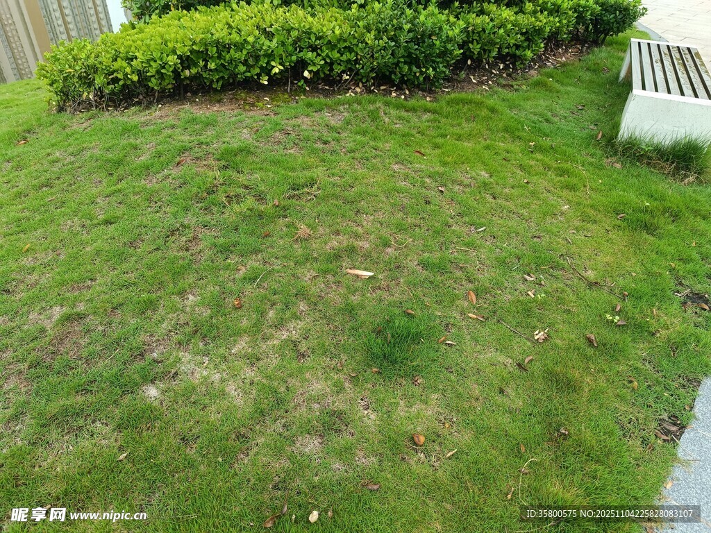 庭院中的翠綠草坪