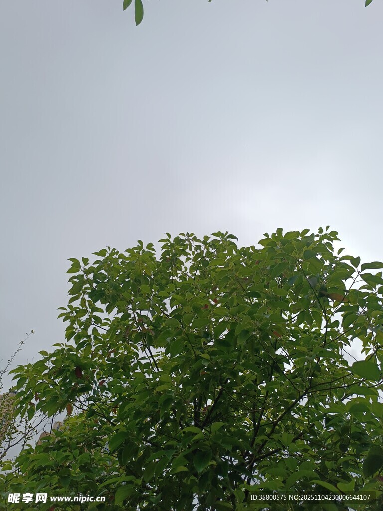 樹梢之上的灰白天空