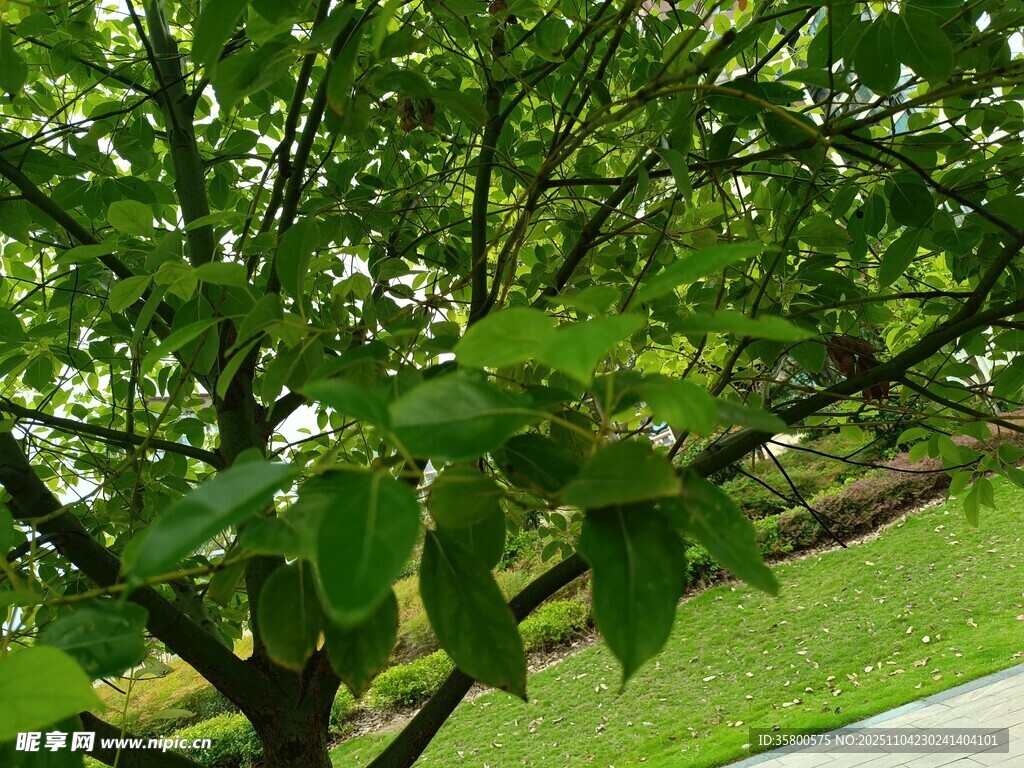 綠葉繁茂的樹木