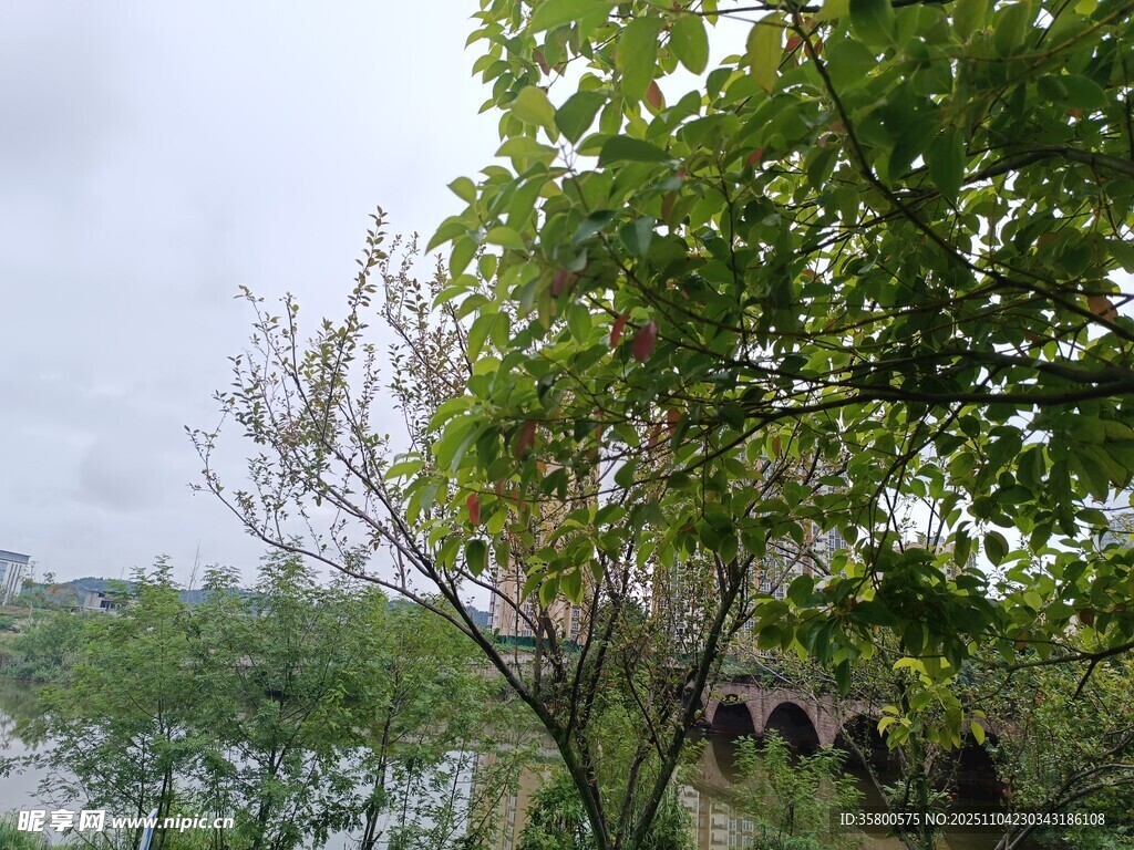 雨中河畔綠樹景致