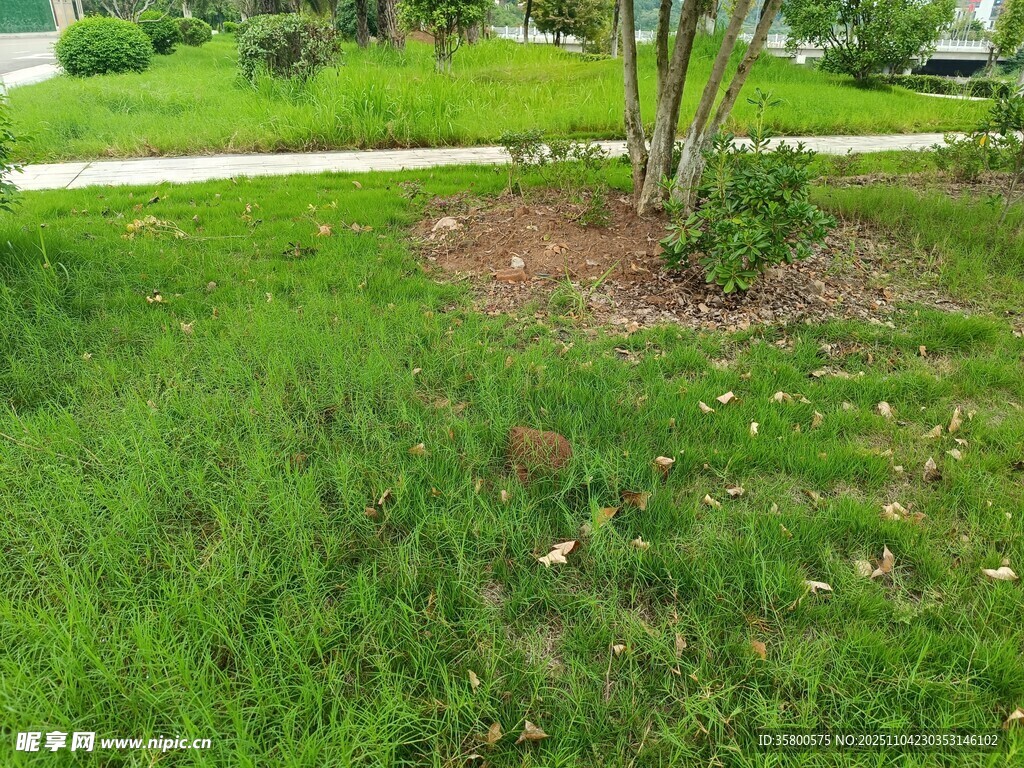 戶外草地與樹木景觀
