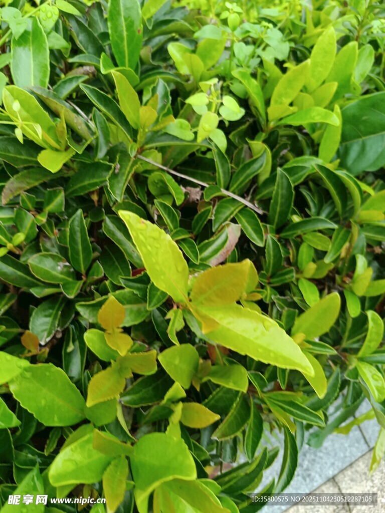 翠綠繁茂的多彩植物景觀