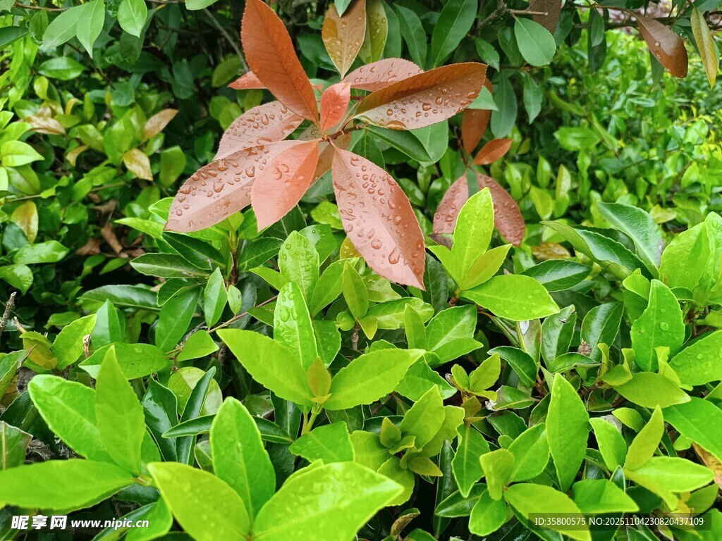 紅綠葉植物特寫