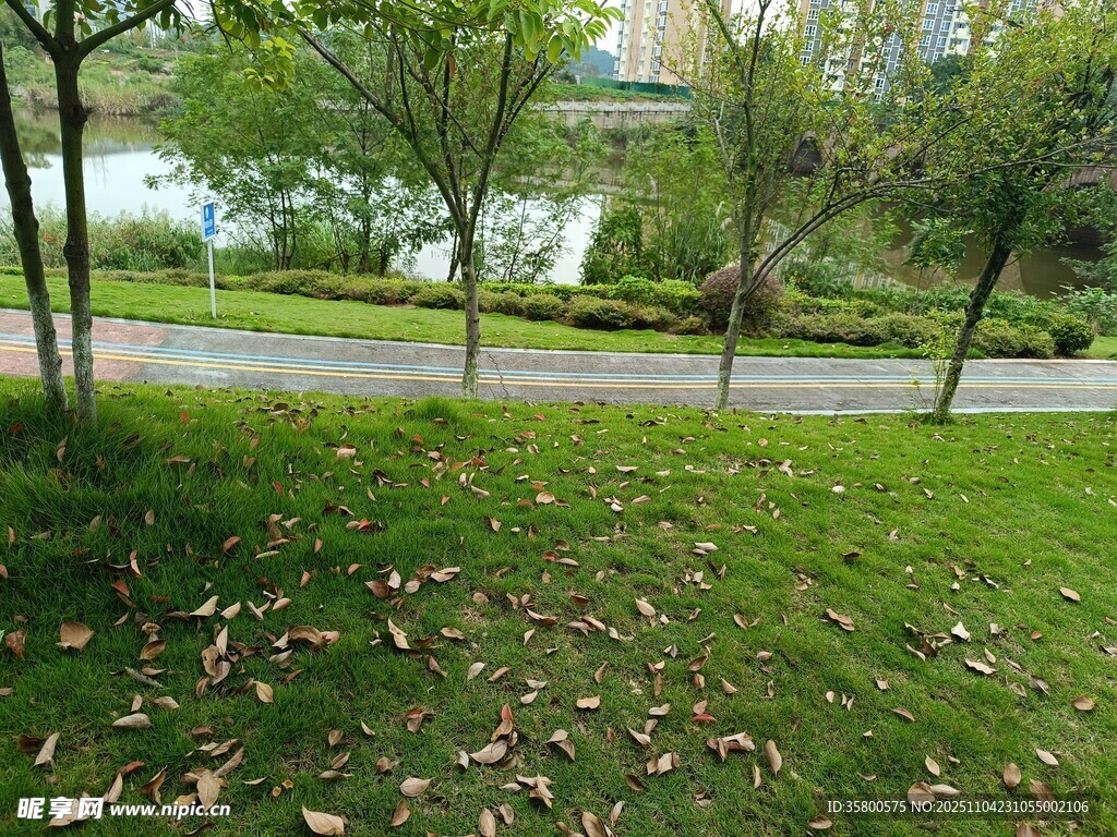 秋日公園草地樹木景致