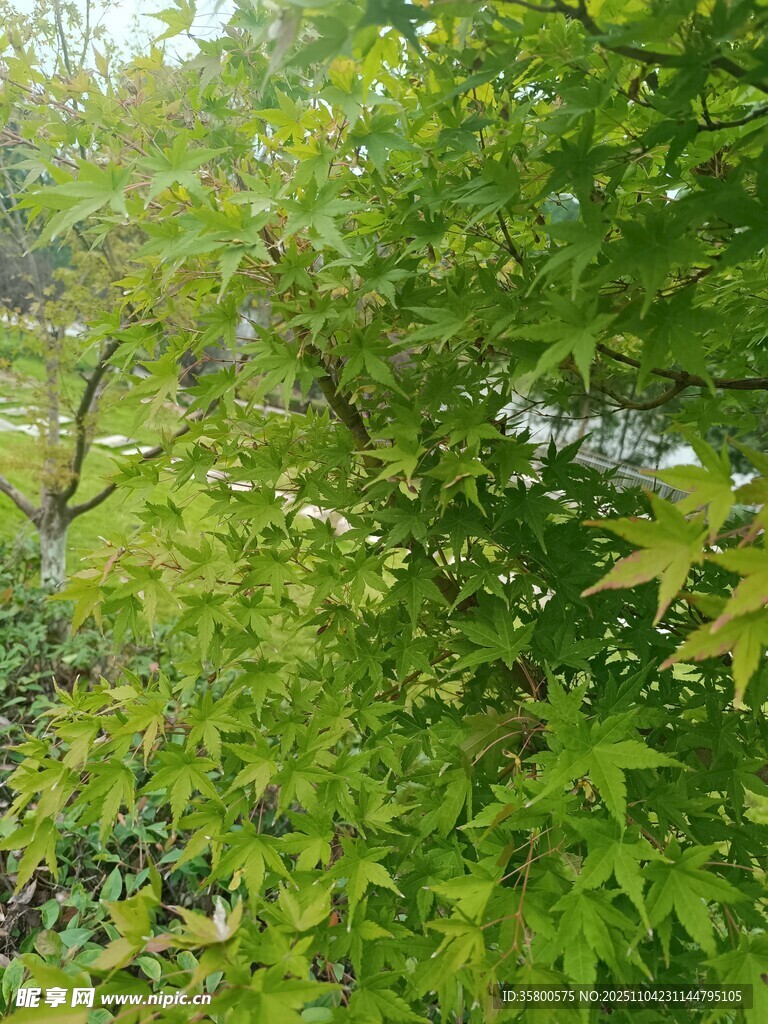 翠綠枝葉間的自然景致