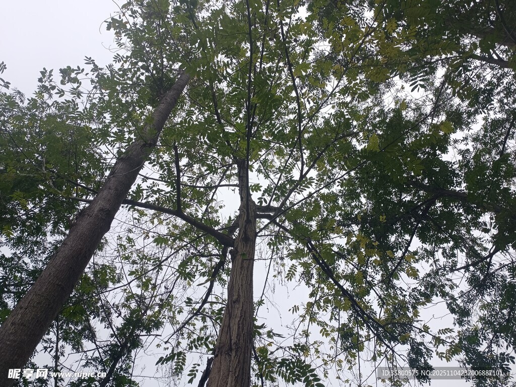 仰視茂密樹林的高大樹木