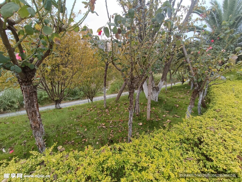 秋日林間綠意盎然小道