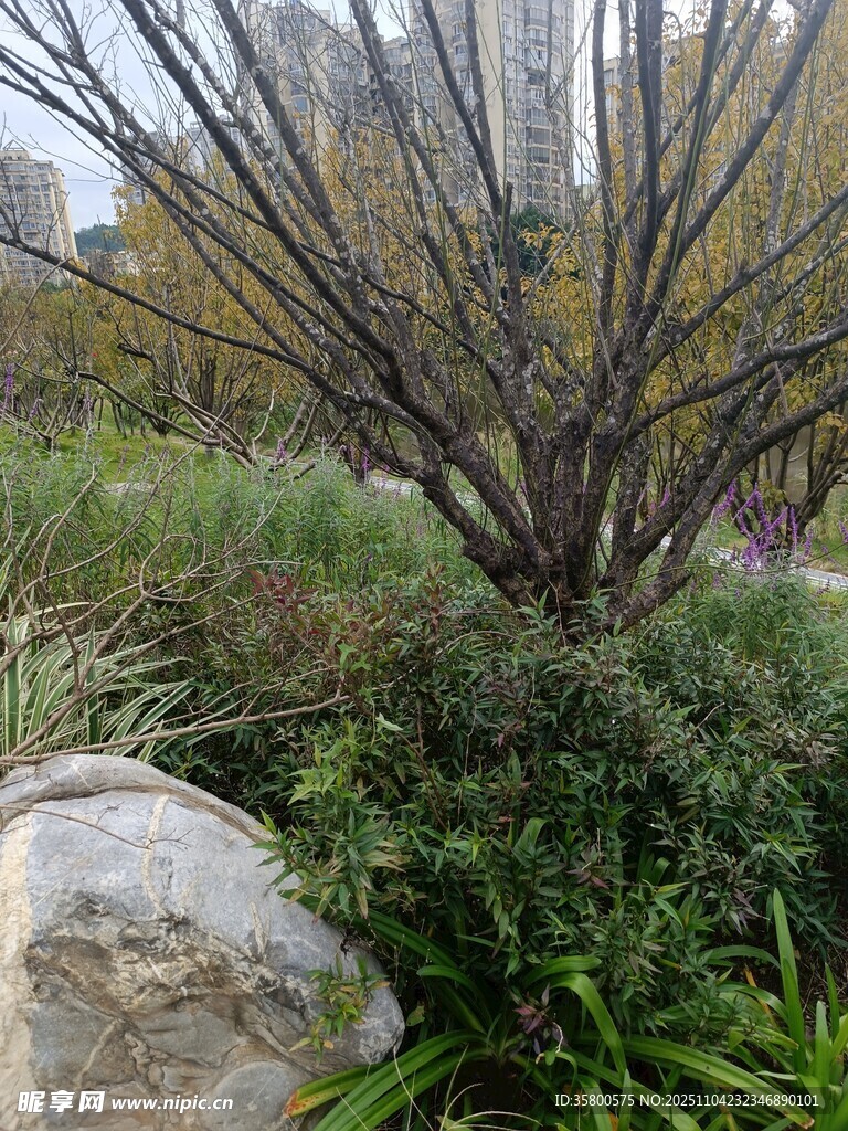 園林景觀中的植物與石頭