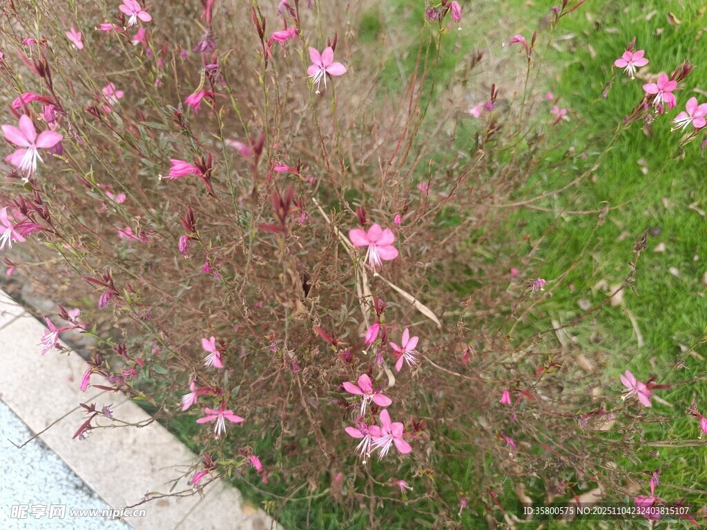 路邊綻放的粉色小花