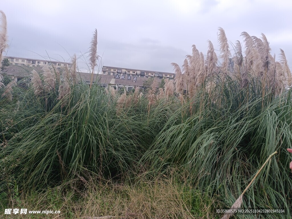 野外蘆葦叢景觀