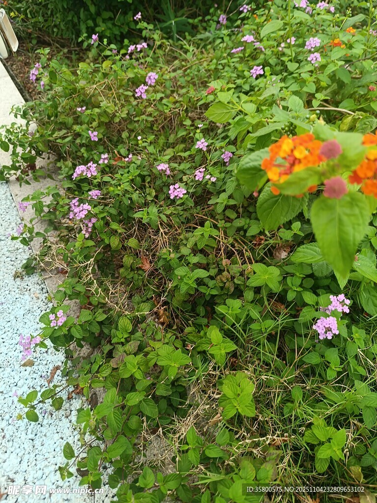 多彩花卉綠植景觀