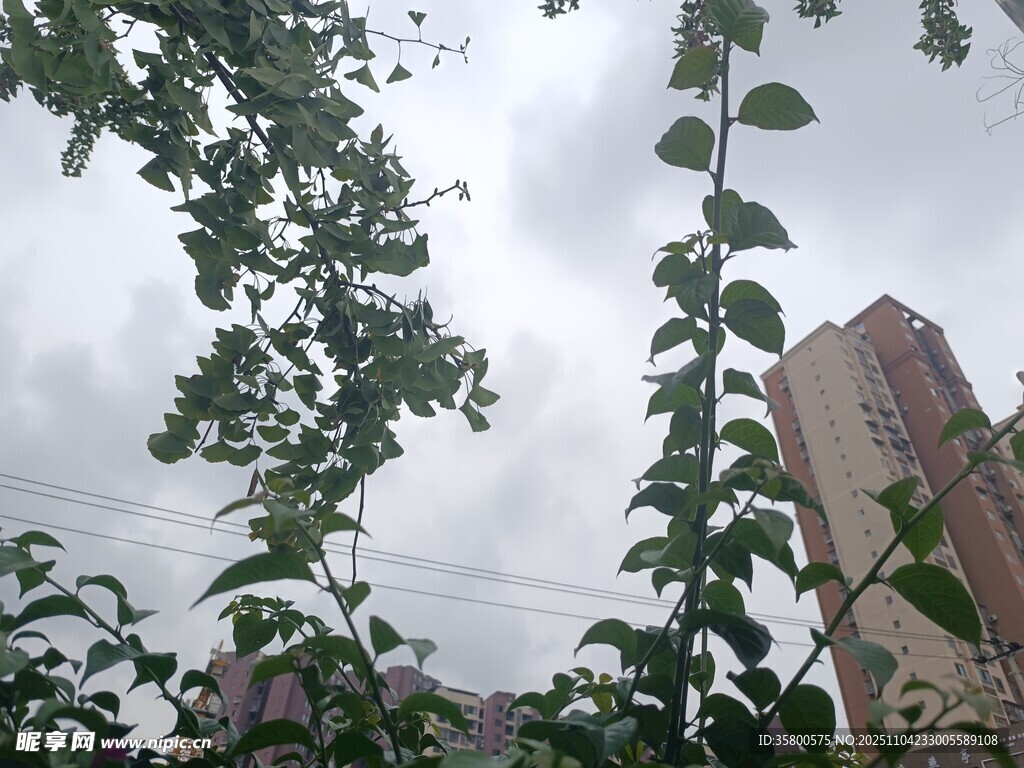 綠葉與高樓間的天空景致