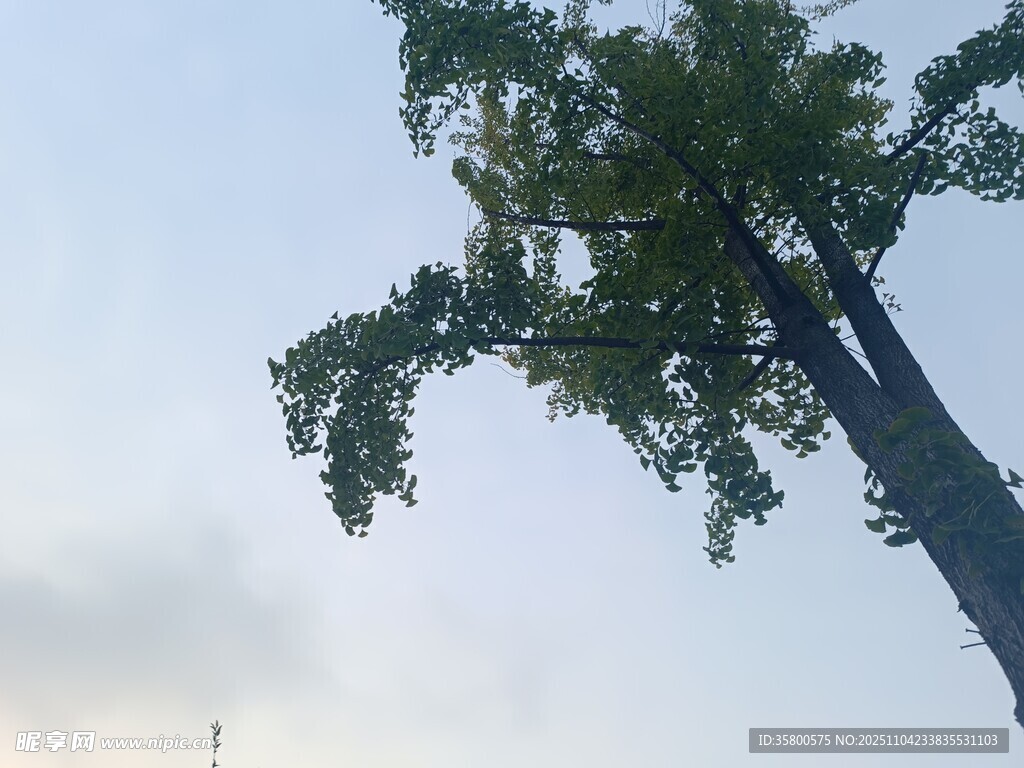 挺拔大樹伸向天際