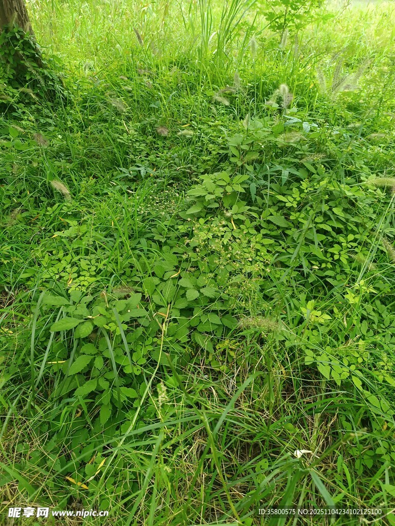 綠意盎然的草地景象