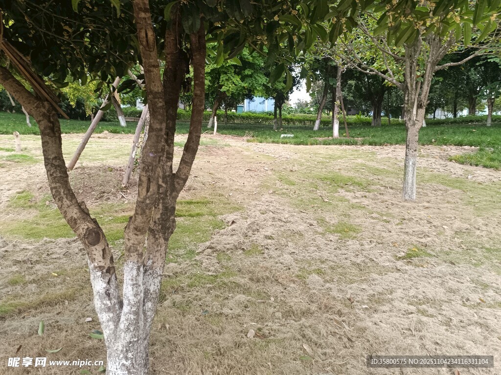 公園中光禿地面與樹(shù)木