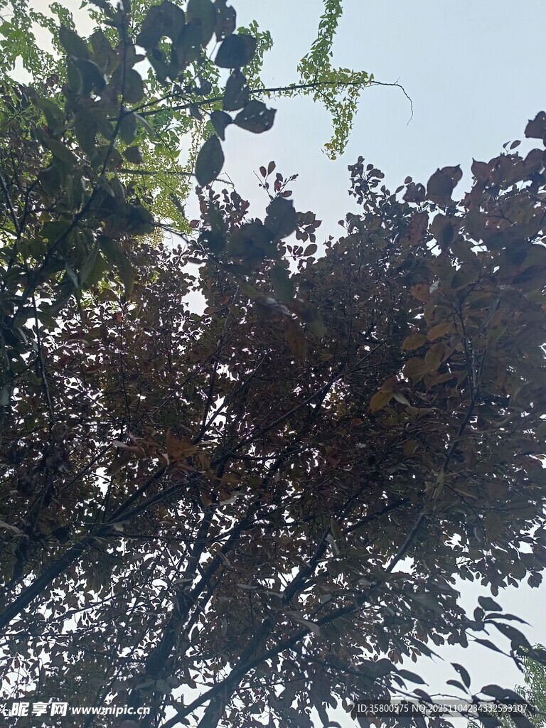 枝頭繁茂的深紫色樹葉