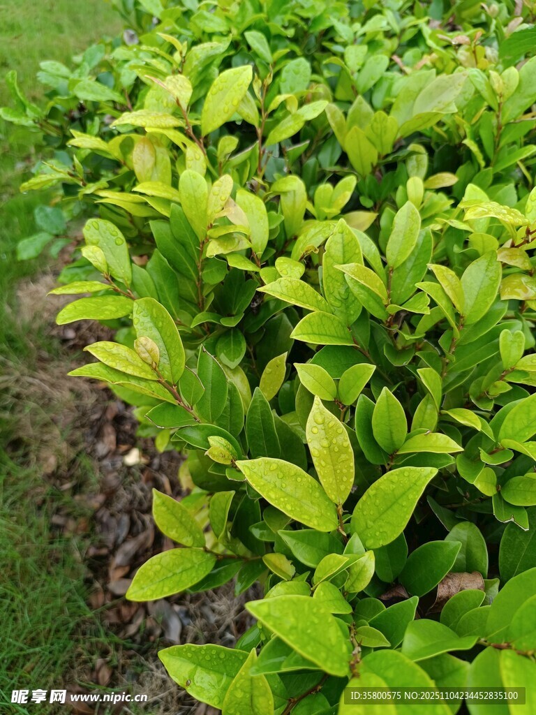 翠綠葉片的植物景觀