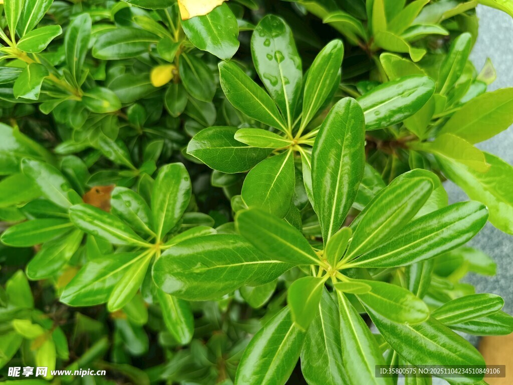 翠綠葉片的清新綠植