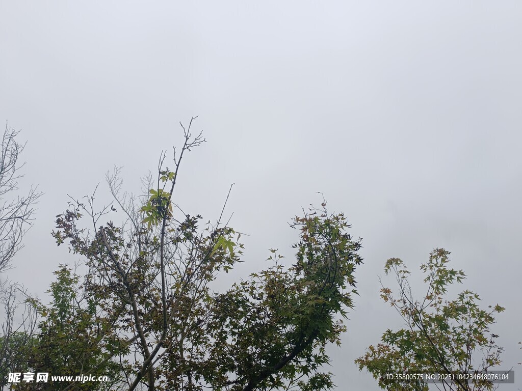 陰天中的樹梢景象