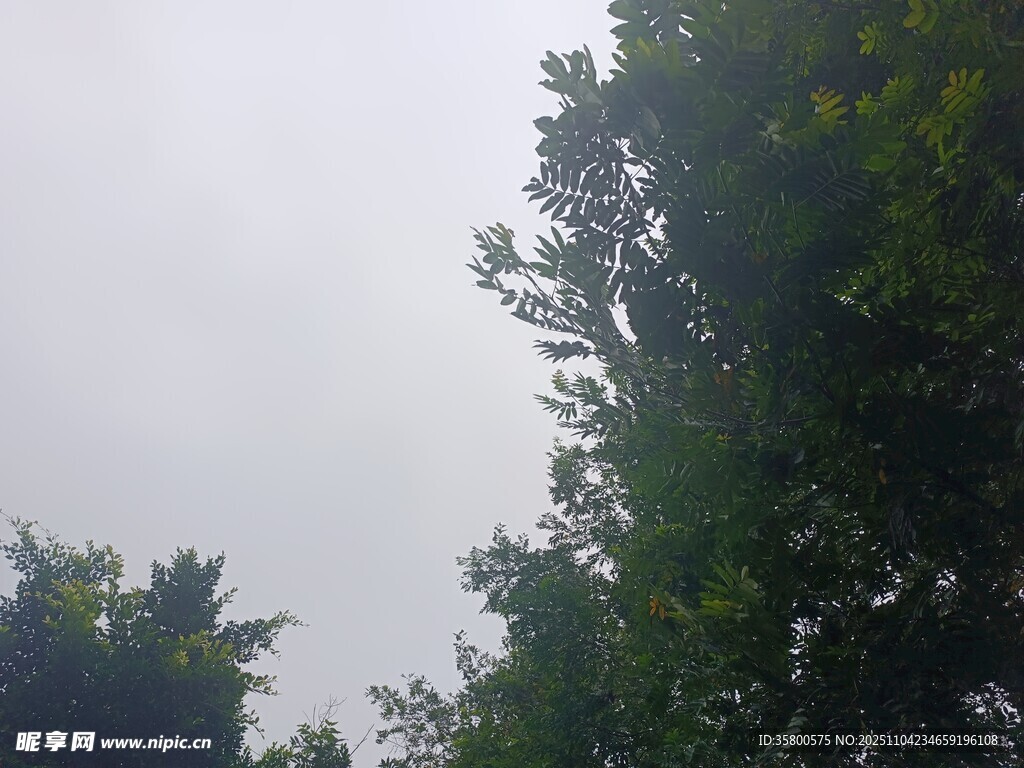 陰天中的茂密綠樹