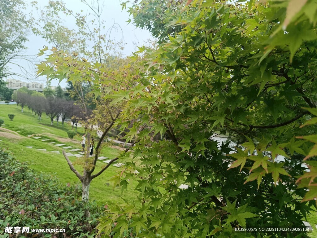 春日?qǐng)@林綠意盎然景致