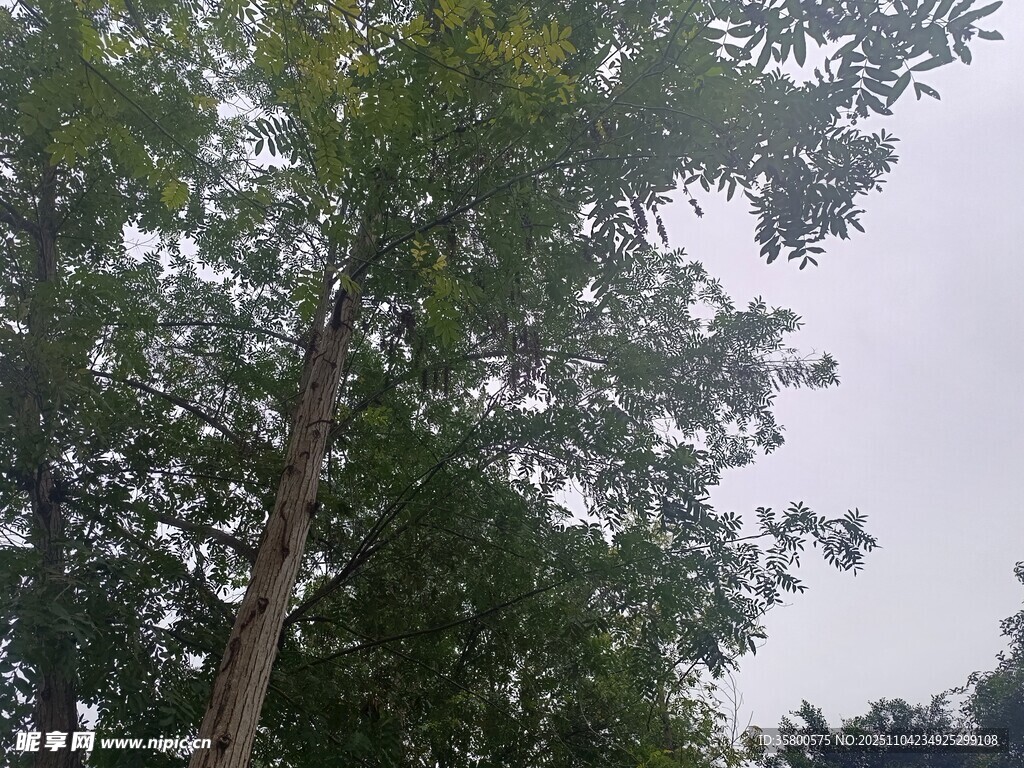 挺拔綠樹映灰白天空