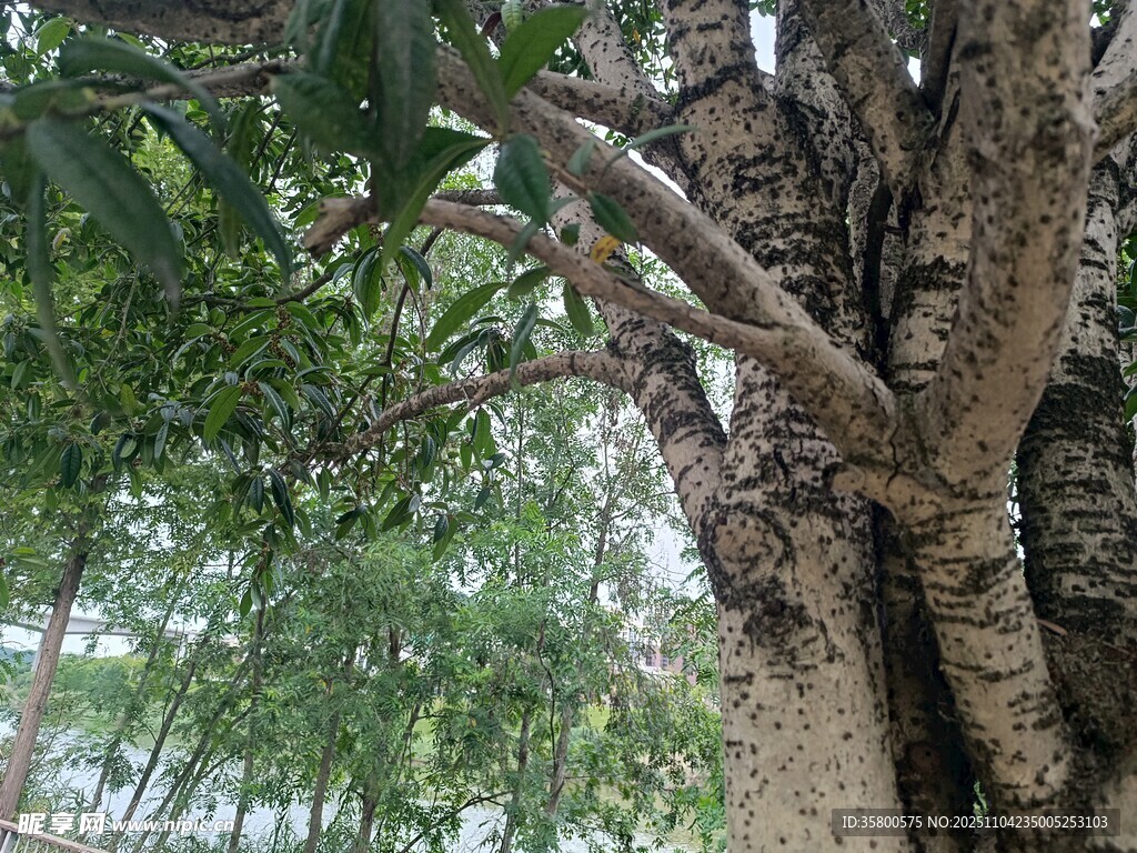 樹干細(xì)節(jié)特寫