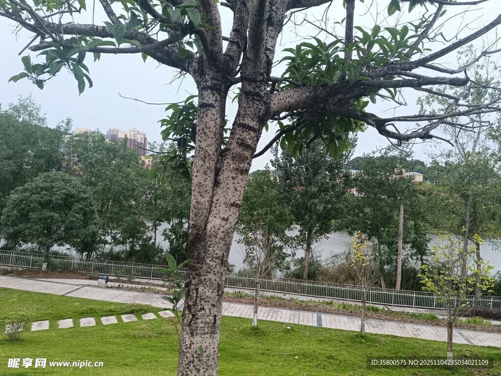 公園中孤立的樹(shù)木