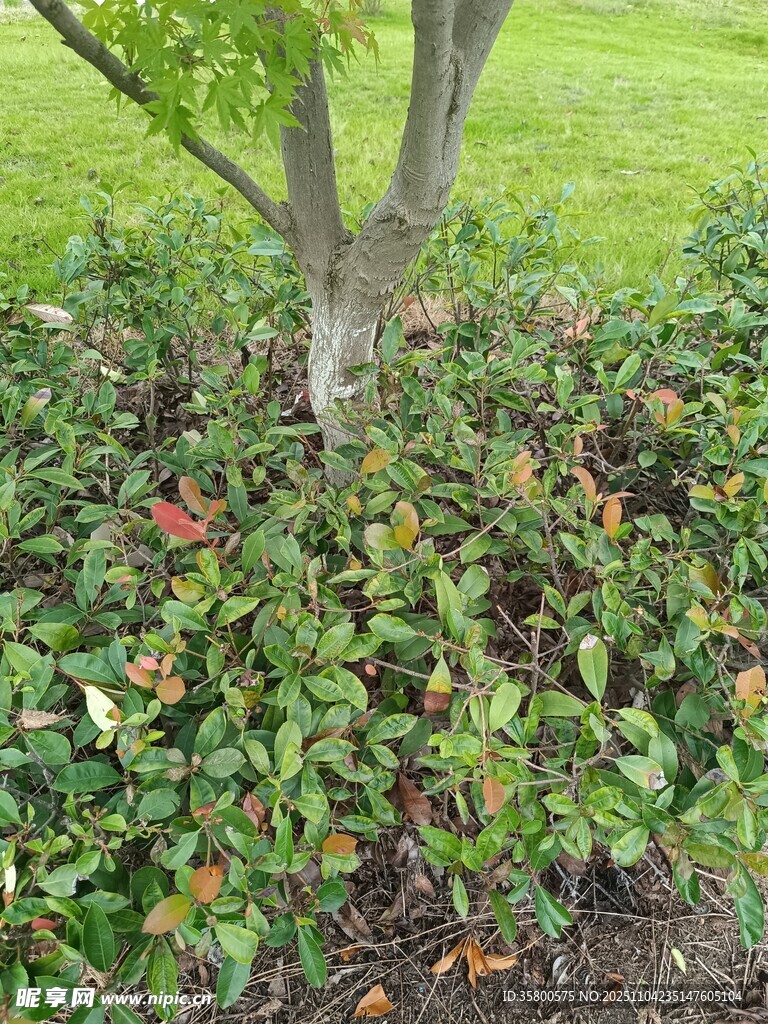 樹下綠植環(huán)繞的自然景致