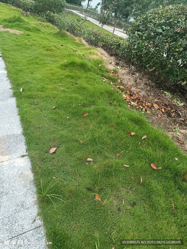 路邊翠綠草坪與灌木