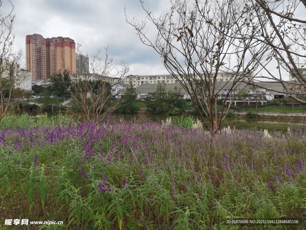 城市邊的紫色野花景觀