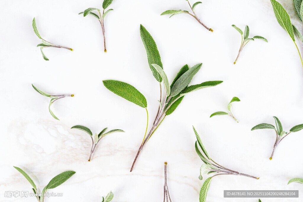 清新綠植葉片特寫