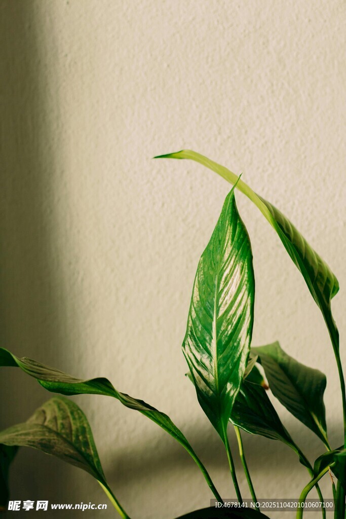 翠綠葉片清新室內(nèi)綠植