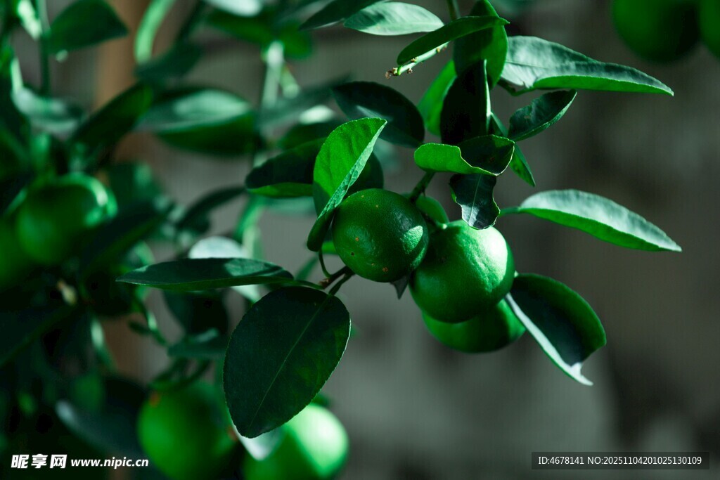 青果滿枝的翠綠植物