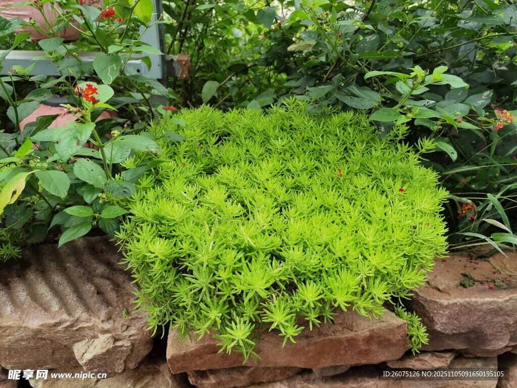 翠綠叢生植物裝點石邊