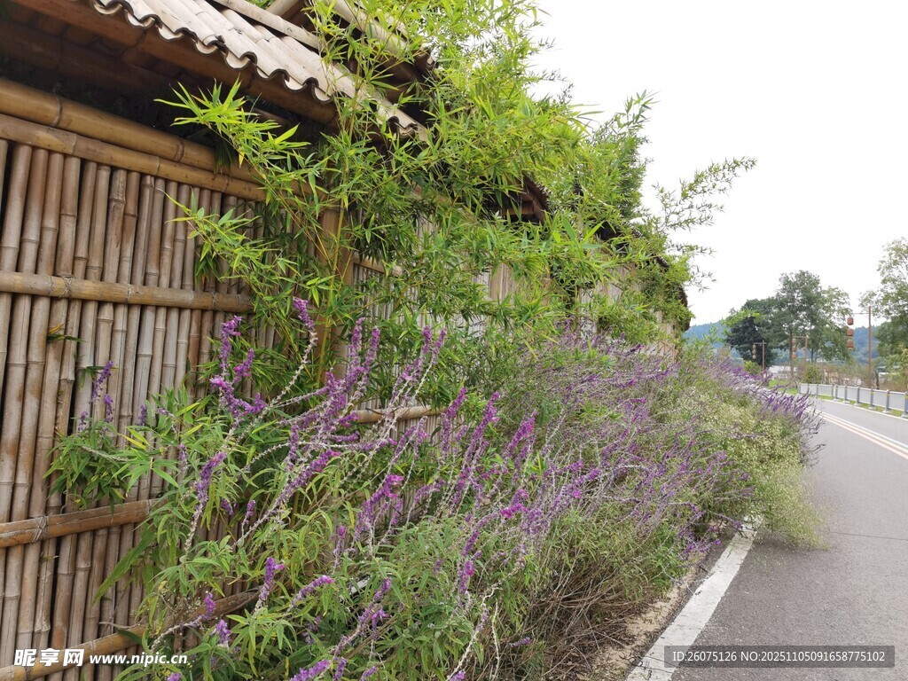 路邊竹籬旁的繁茂紫色植物