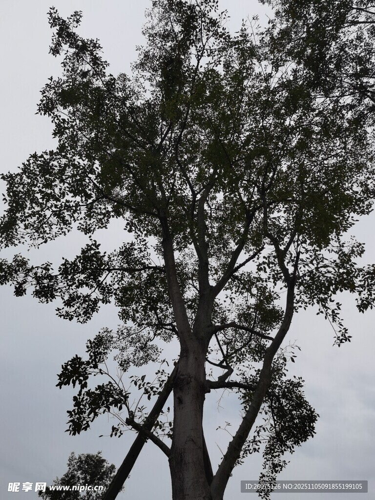 挺拔樹木枝葉繁茂