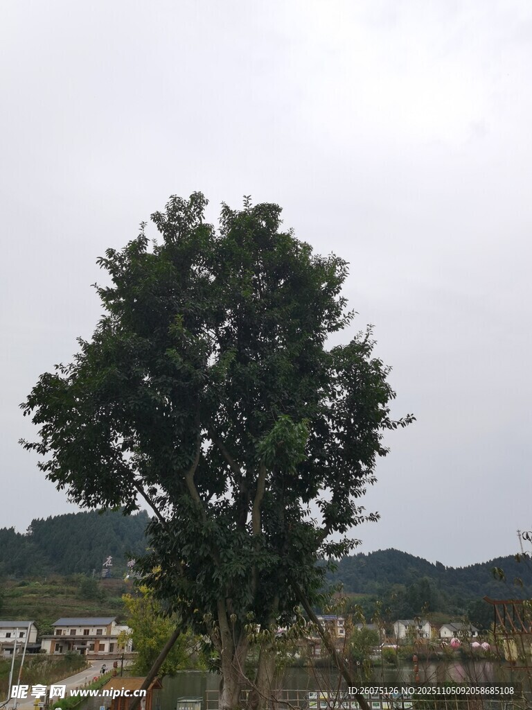 田野中的茂盛大樹