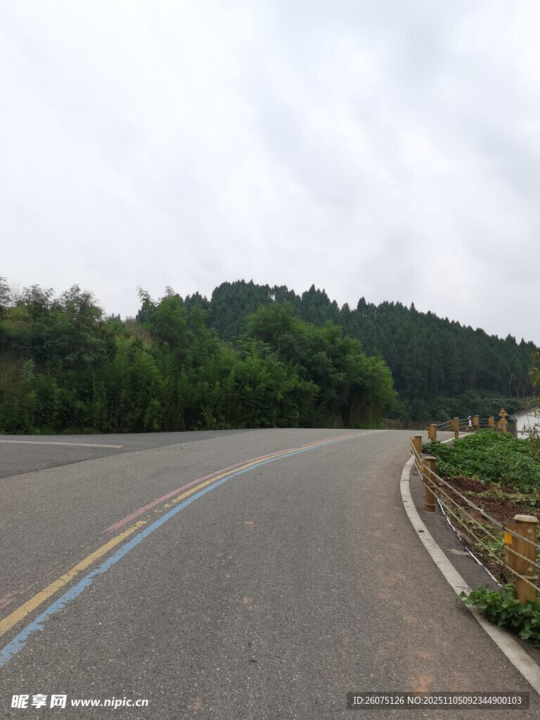 蜿蜒公路旁的蔥郁山林