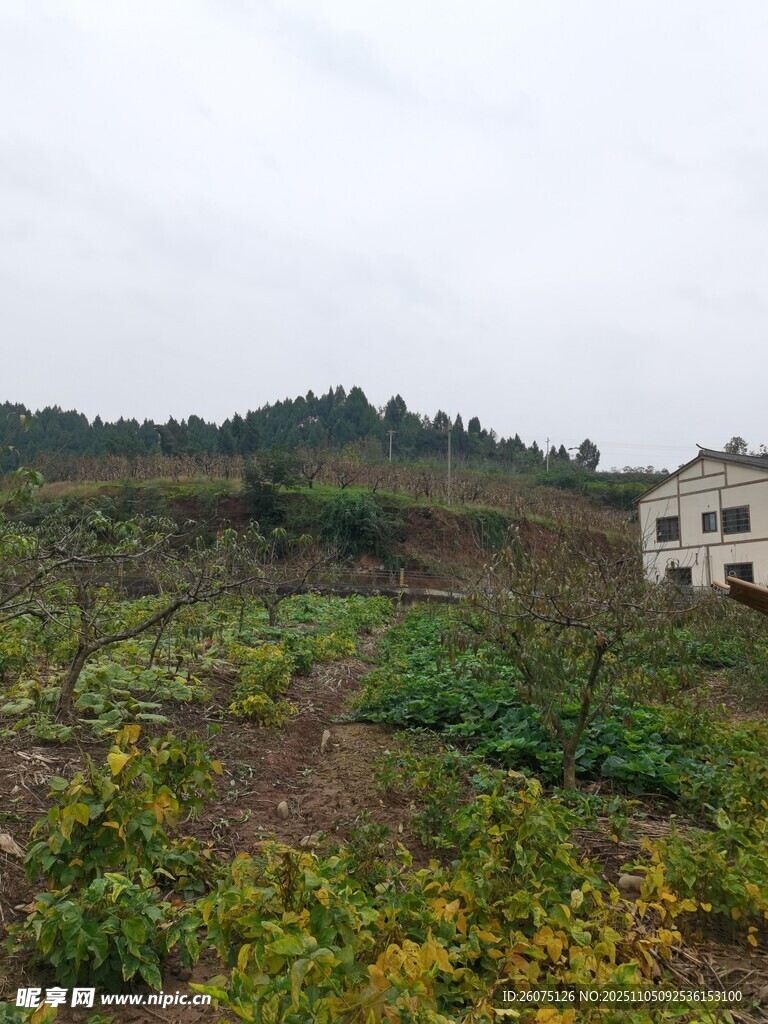 鄉(xiāng)村田園風(fēng)光中的獨棟房屋