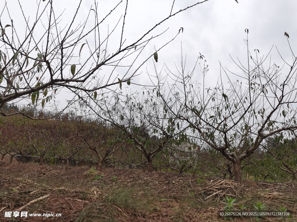 冬日光禿果園景象