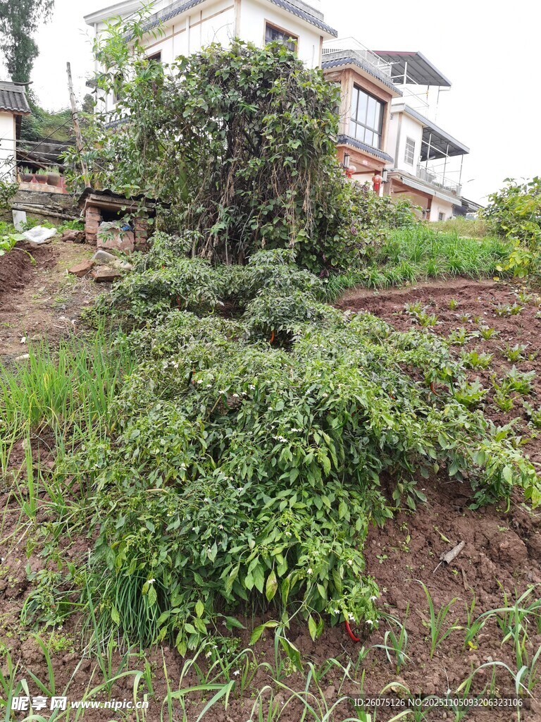 山坡上繁茂的綠植景觀