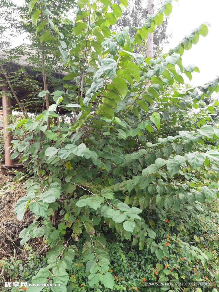 茂盛綠植自然中的生機(jī)景象