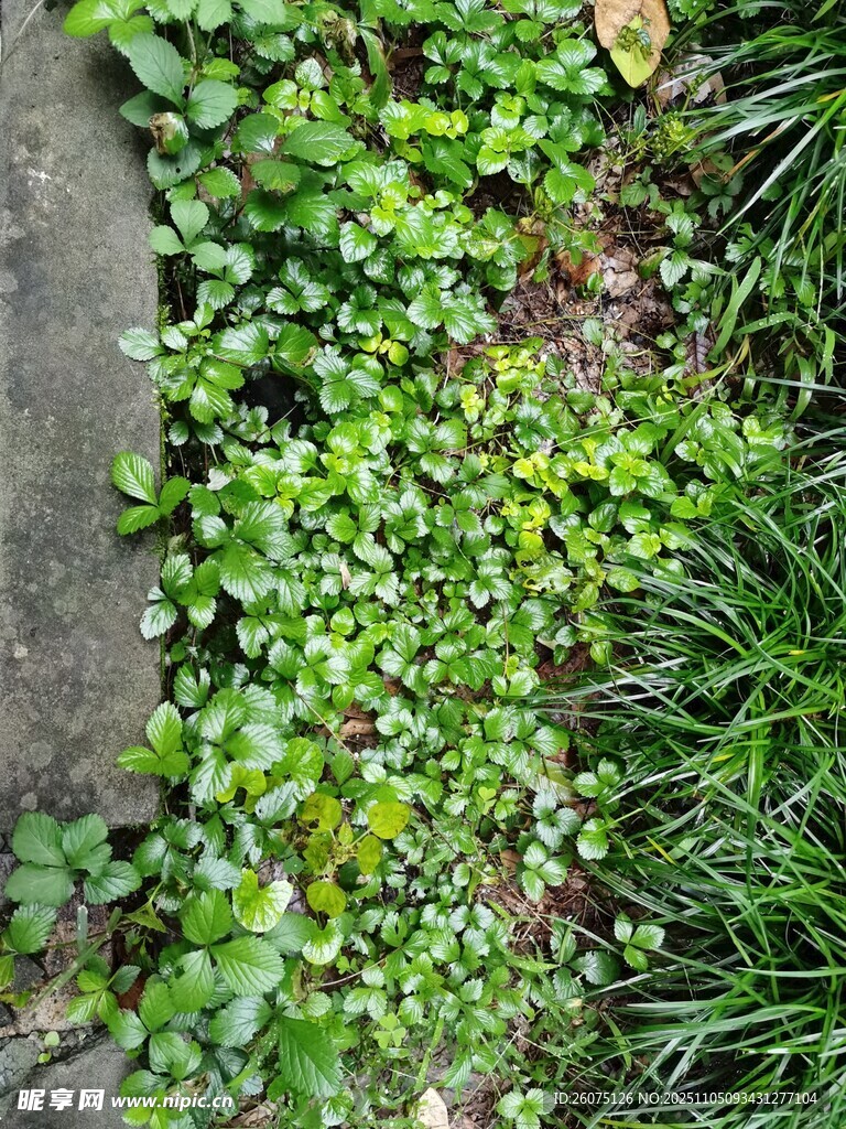 墻邊翠綠繁茂的叢生小草