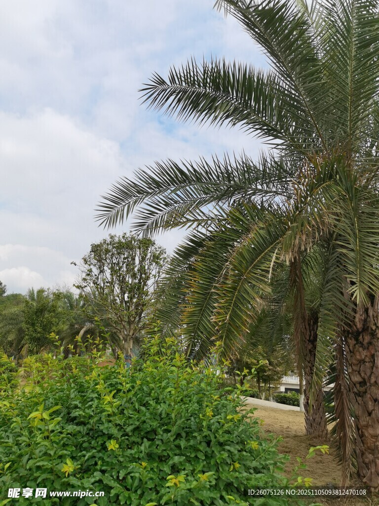 戶外棕櫚樹與綠植景觀