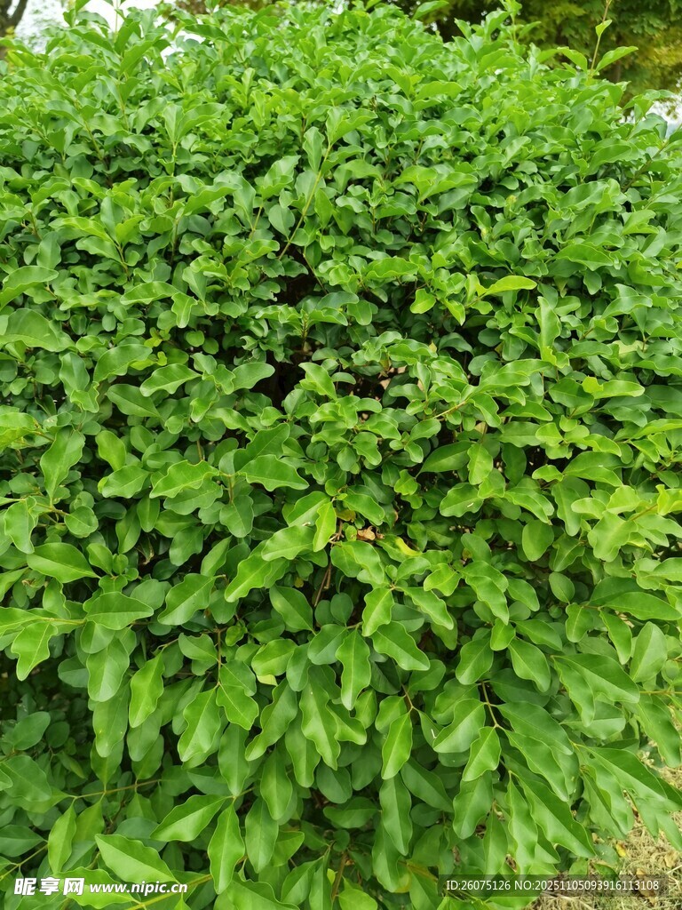 翠綠繁茂的綠植灌木叢