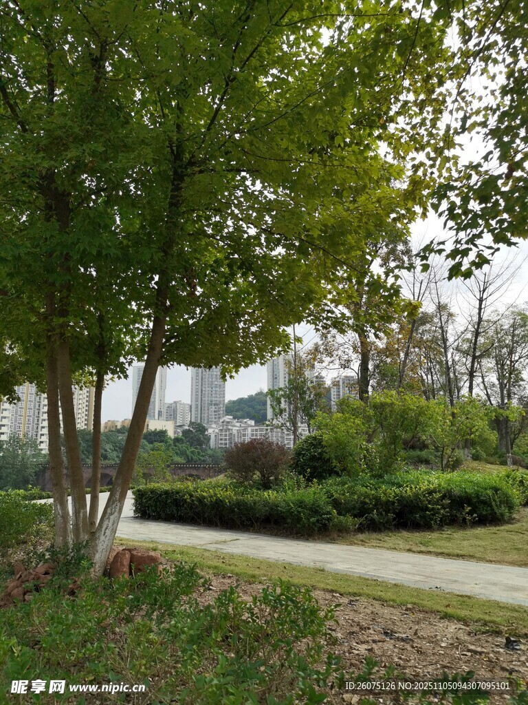 林間小徑旁的綠意景致