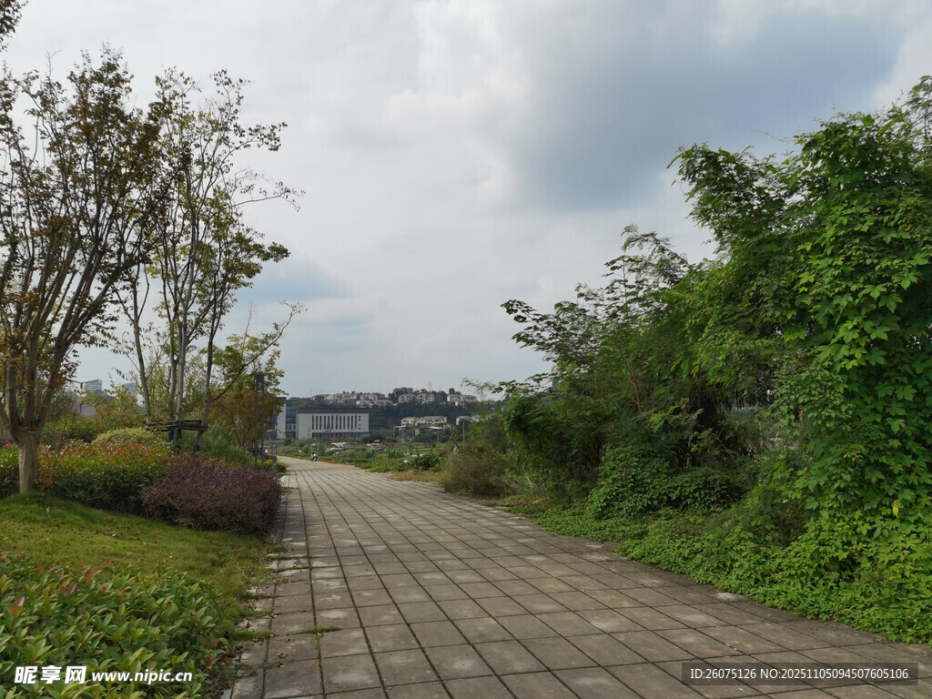 林間小徑綠意盎然的風(fēng)景