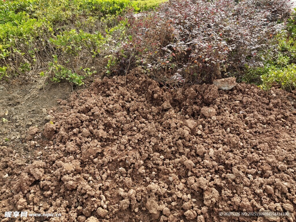 地面覆蓋的褐色植物碎屑