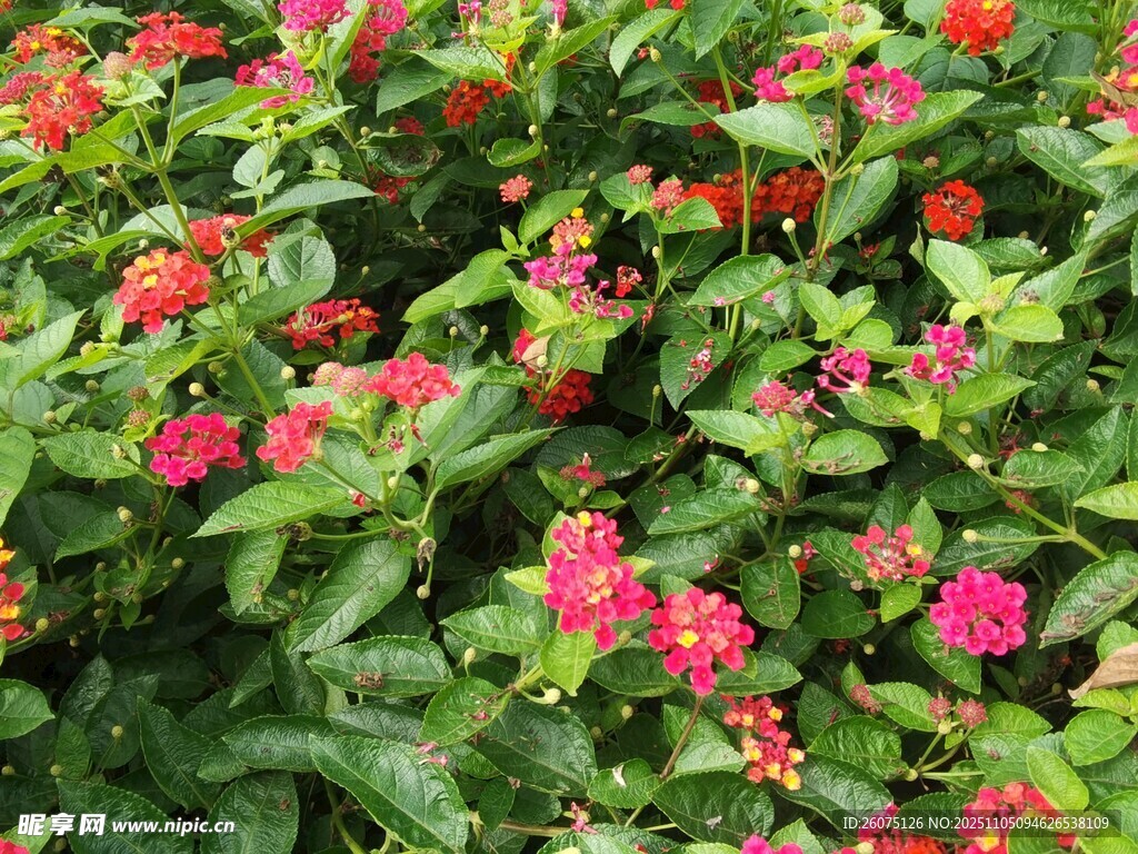 鮮艷多彩的花叢景觀